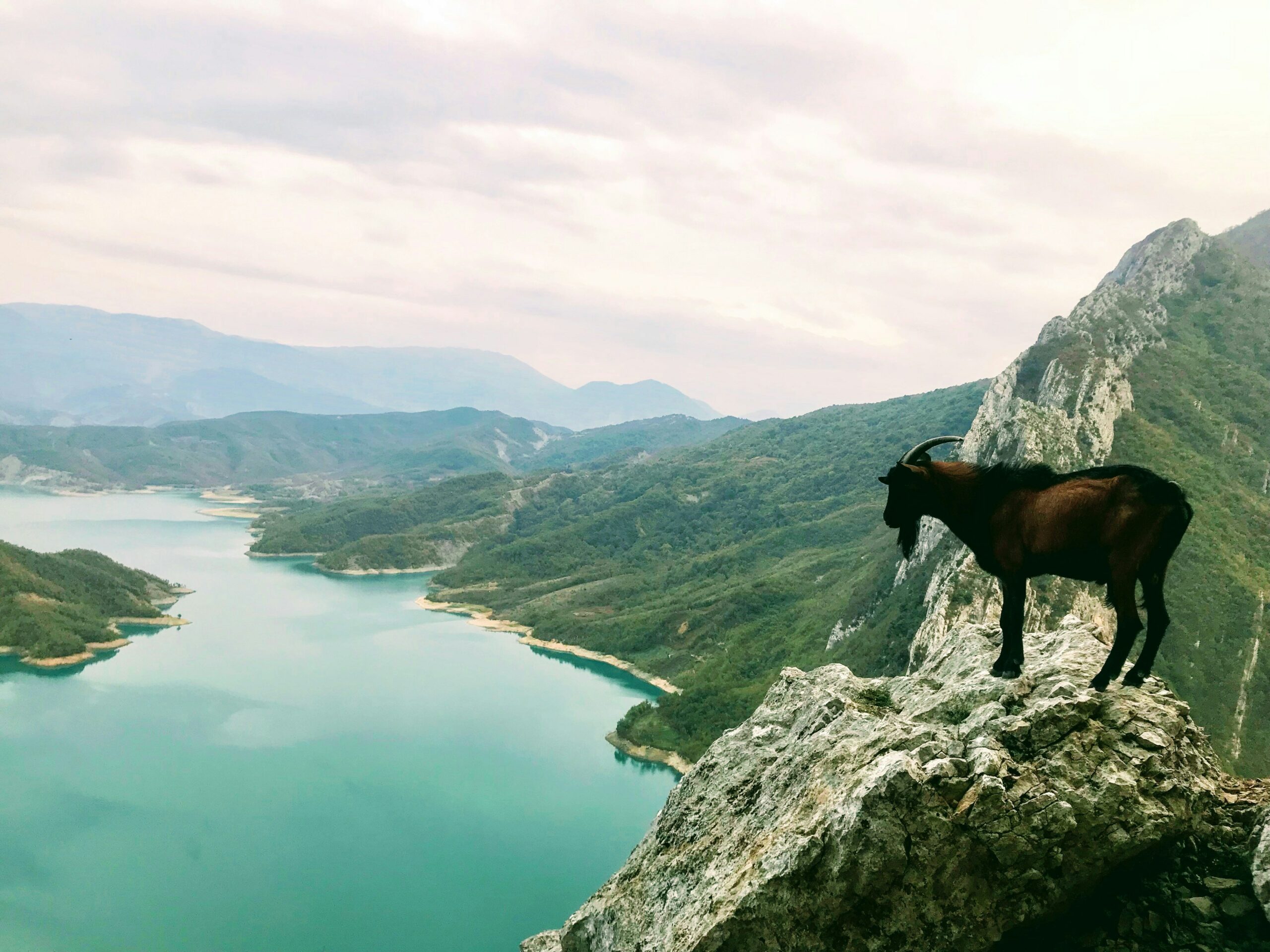 Drini Teta - Albania